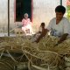 43- La soeur de Sala au milieu de l'ouvrage de pandanus 